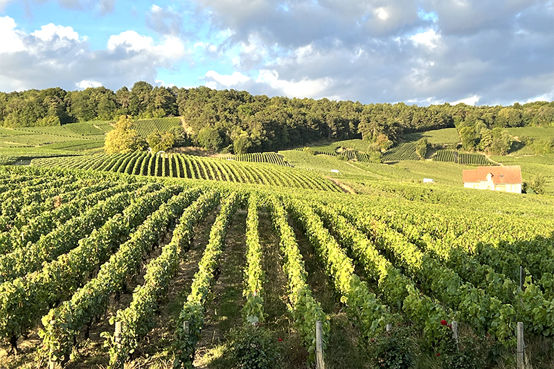 Prachtig uitzicht op de wijngaarden
